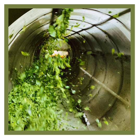 新茶の時期です！文字で楽しむお茶ができるまでの工場ツアー！